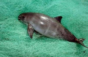En-grave-peligro-de-desaparecer-la-vaquita-marina